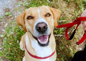 Come fare felici i nostri amici a quattro zampe