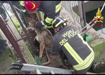 Lupo insegue un gatto ma il primo ha la peggio. Ecco com’è finita…