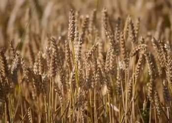 Agricoltura, nasce un fondo per la gestione dei rischi