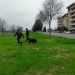 Cani avvelenati a Firenze, bonifica dell’unità cinofila
