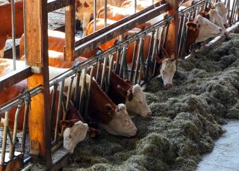 15 milioni di euro per le aziende agricole siciliane