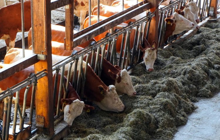 15 milioni di euro per le aziende agricole siciliane