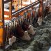 15 milioni di euro per le aziende agricole siciliane