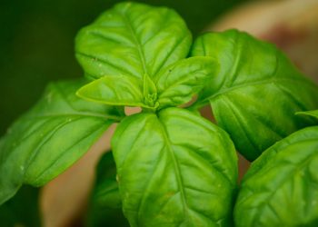 Basilico: i benefici per la salute