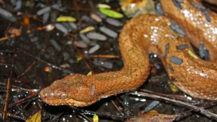 Scoperta una nuova specie di serpente nano