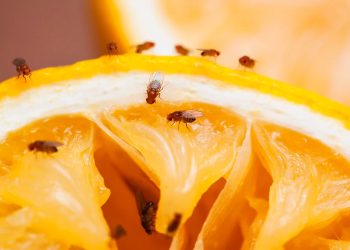 Moscerino della frutta (Drosofila), le femmine drogate dai maschi