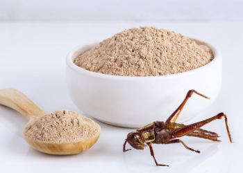 Farina di grillo tra i cibi europei, a tavola con pane, pasta e biscotti: ok da Unione Europea