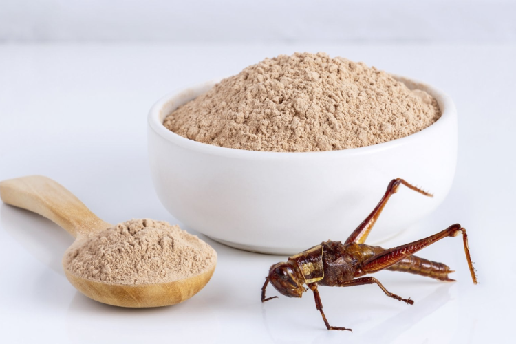 Farina di grillo tra i cibi europei, a tavola con pane, pasta e biscotti: ok da Unione Europea