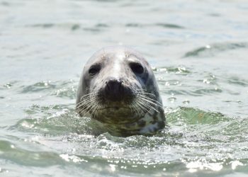 Foca monaca nel mare alle Eolie: era femmina