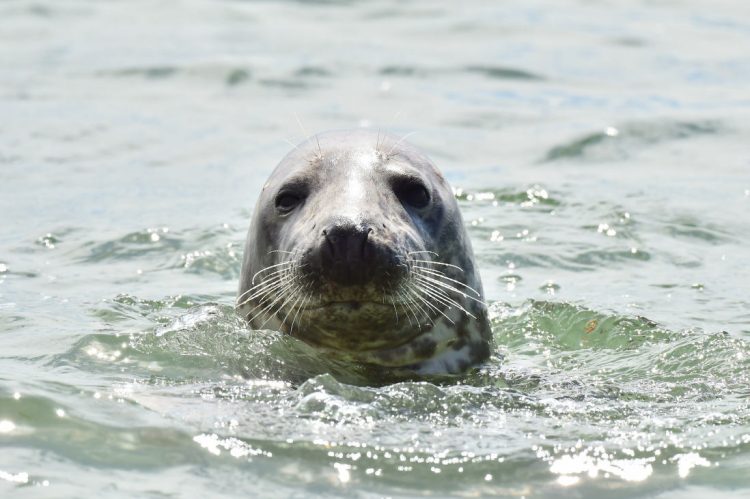 Foca monaca nel mare alle Eolie: era femmina