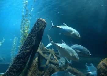 Dall’Ue un milione per la pesca sostenibile