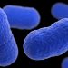 Avviso Ministero della Salute, listeria in questi formaggi: si raccomanda di non consumare