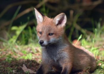 Animali selvatici, i limiti da rispettare