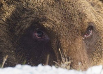 Morto l'orso Juan Carrito, investito da auto: shock per il VIDEO della sua agonia