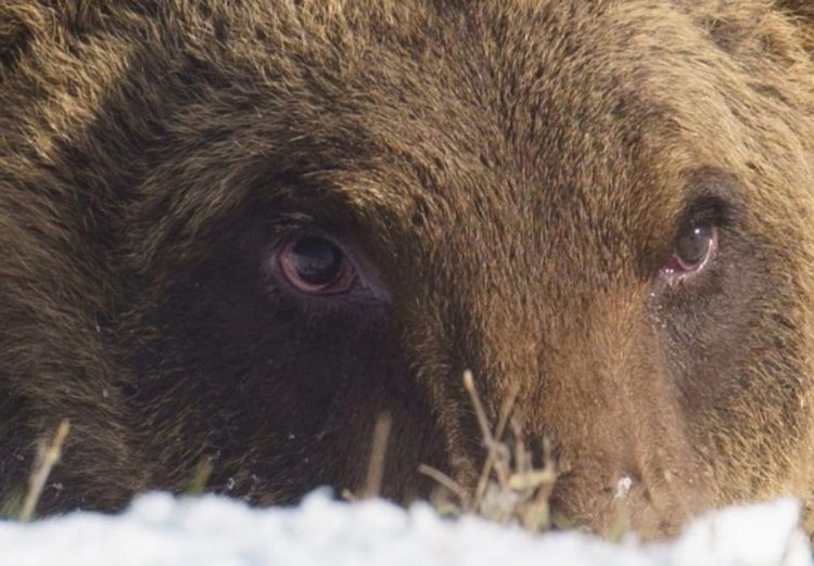 Morto l'orso Juan Carrito, investito da auto: shock per il VIDEO della sua agonia