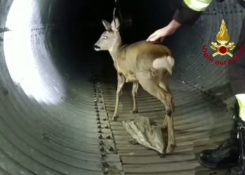 Un capriolo finisce in un fossato, ecco come è stato salvato