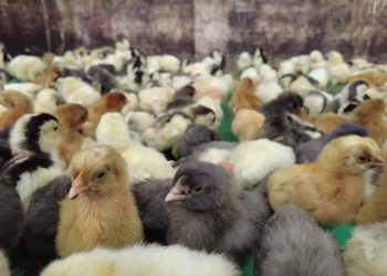 Ogni anno abbattuti milioni di pulcini, 18 organizzazioni dicono basta