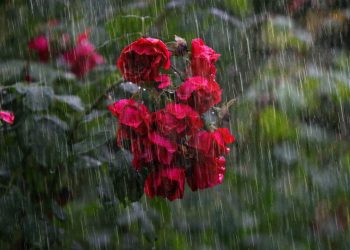 Perchè si dice odore della pioggia? Cos'è?