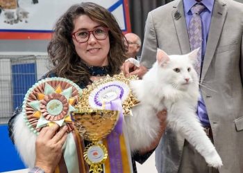 Il gatto più bello del mondo 2023 è Poldo: è un Norvegese delle Foreste e vive in Valsugana