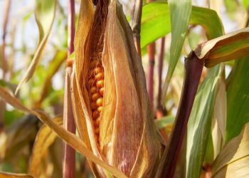 Crolla la produzione italiana di mais