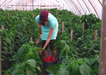 Agricoltura, 9 miliardi per la Pac