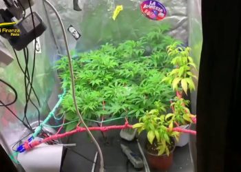 Pavia: Trasforma soffitta in serra per coltivare droga, arrestato