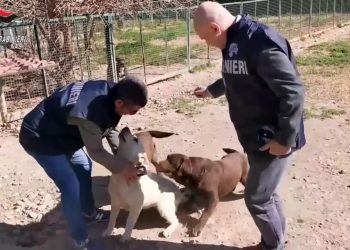 Controlli nei canili di tutta Italia, i Nas sequestrano 871 cani