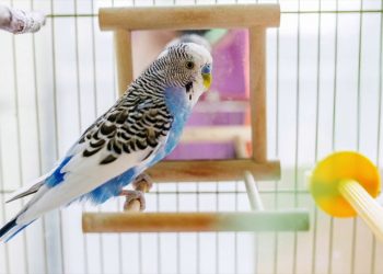 Volatili da compagnia, ecco come farli vivere a lungo