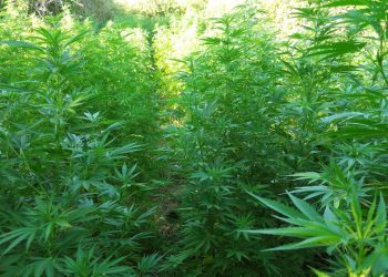 Malta, siciliano condannato a 14 anni per traffico di stupefacenti