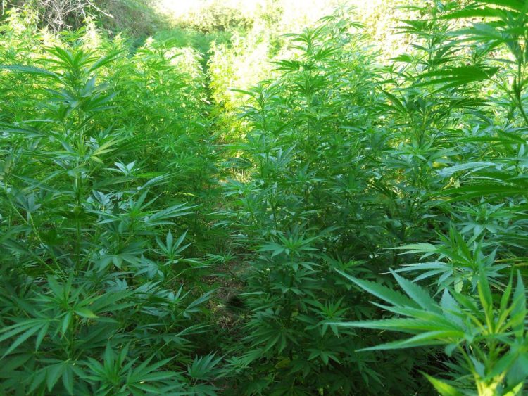 Malta, siciliano condannato a 14 anni per traffico di stupefacenti