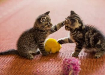 Gli animali domestici fanno bene alla nostra salute