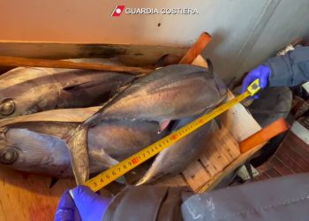 Sequestrati dalla Guardia Costiera 267 esemplari di tonno rosso