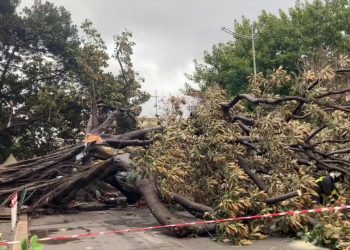 Albero cade su auto in transito a Palermo, le immagini