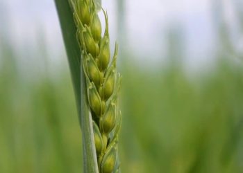 Riso, nel 2022 vince quello certificato