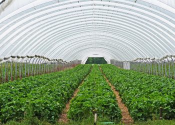 Bando agricoltura dal PSR Sicilia, attestazione entro il 28 febbraio: da Confeserfidi in 48 ore