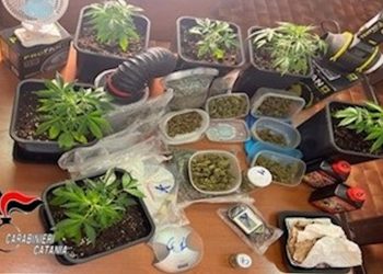 Mini serra di canapa indiana a casa: arrestata una donna