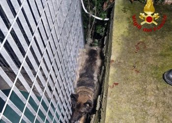 Cane incastrato salvato dai vigili del fuoco