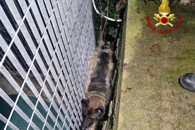 Cane incastrato salvato dai vigili del fuoco
