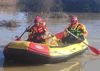 Maltempo a Ragusa: cane salvato in una villetta allagata a Scoglitti