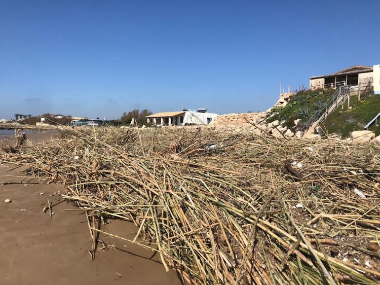 Danni per maltempo, un tappeto di canne sulle spiagge sciclitane