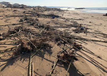 Scicli, canne spiaggiate da Arizza a Donnalucata: controlli per evitare roghi