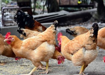 Influenza Aviaria, Oms: ci saranno altri casi ma per ora rischio basso per popolazione