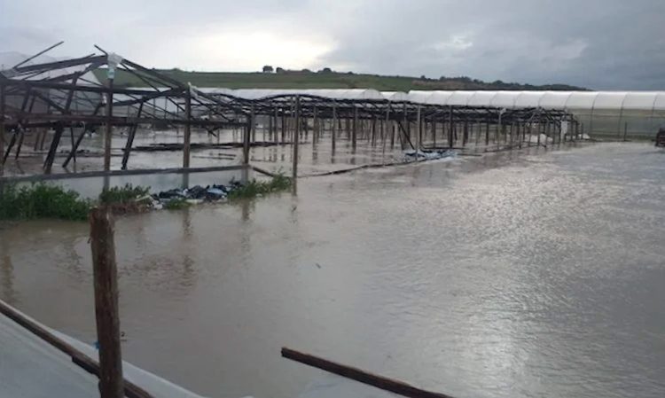 Maltempo, Confagricoltura Sicilia: attivare lo stato di calamità