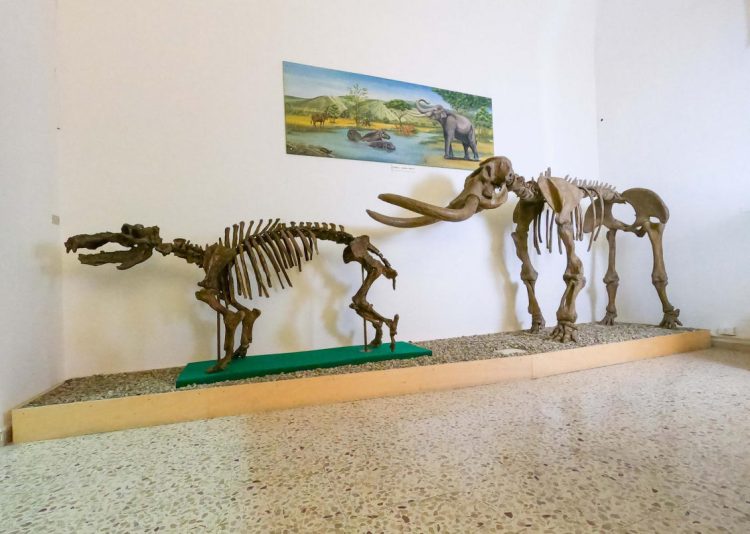 Il Museo Civico di storia naturale di Comiso si rinnova