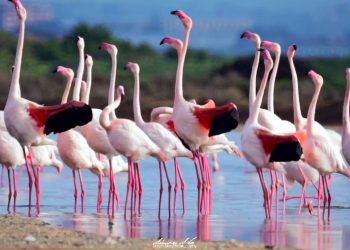 In Toscana sono arrivati i fenicotteri