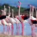 In Toscana sono arrivati i fenicotteri