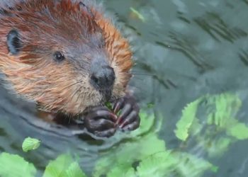 Nel Tevere tornano i castori, mancavano dal 1500