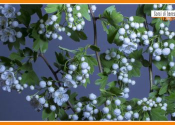 Sorsi di benessere – Ecco la tisana che favorisce il relax