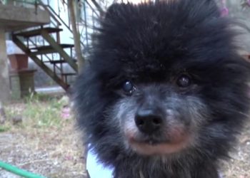 È morto il cane più vecchio del mondo, aveva 24 anni