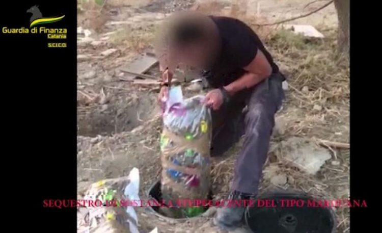 Gdf sequestra 435 kg di marijuana e 11 mila piante di cannabis